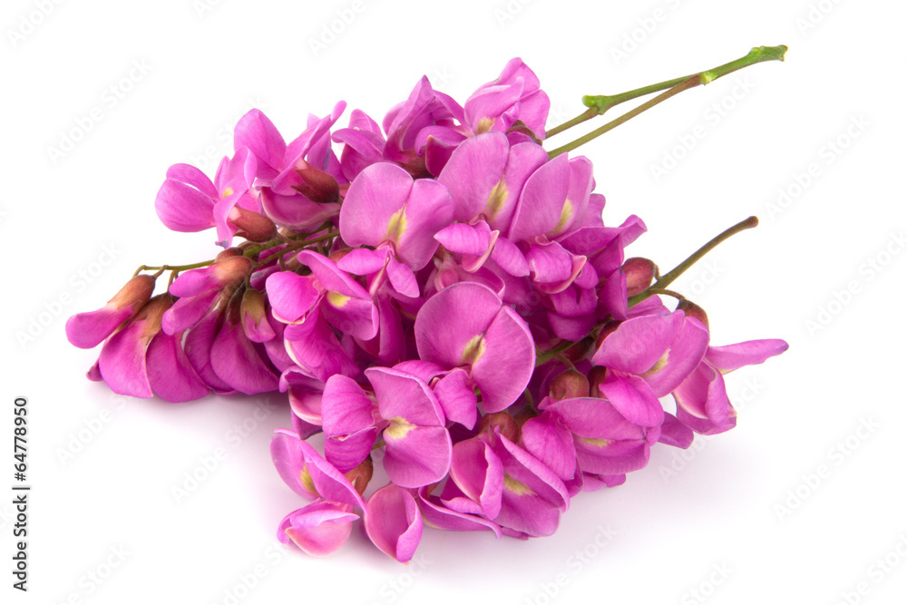 purple sophora flower purple sophora flower