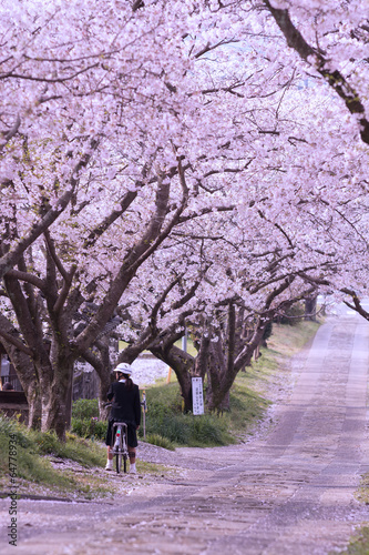 桜のアーチ