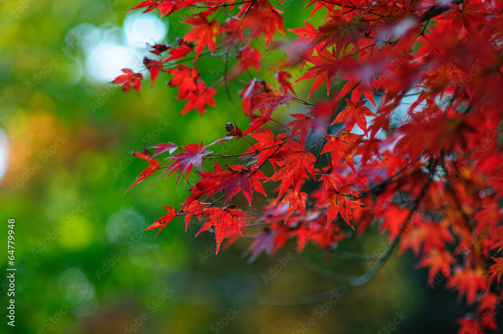 紅葉 紅葉