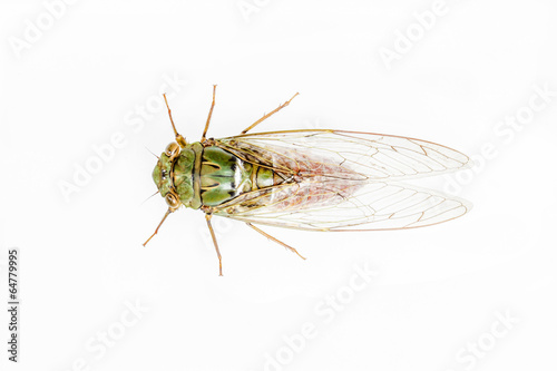 cicada insect isolated on white background.