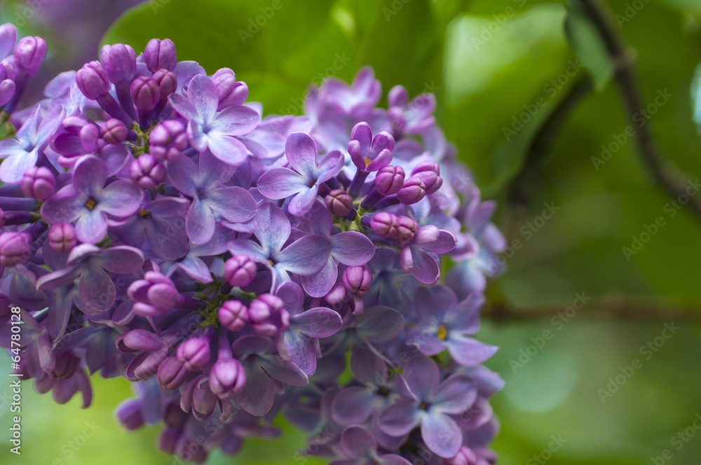 Lilac background Lilac background