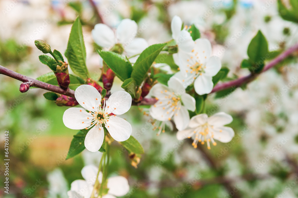 Cherry flowers on the branch Cherry flowers on the branch