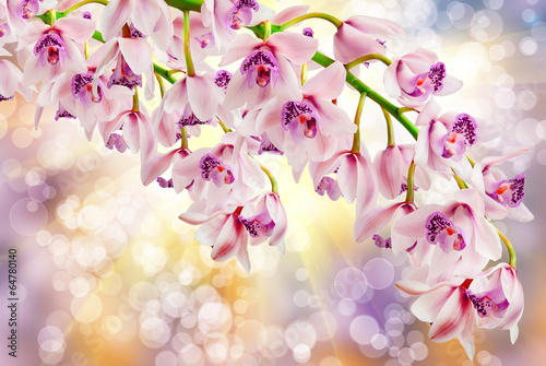 orchid flower © sergio37_120