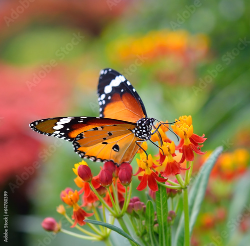 Butterfly on orange flower #64780399