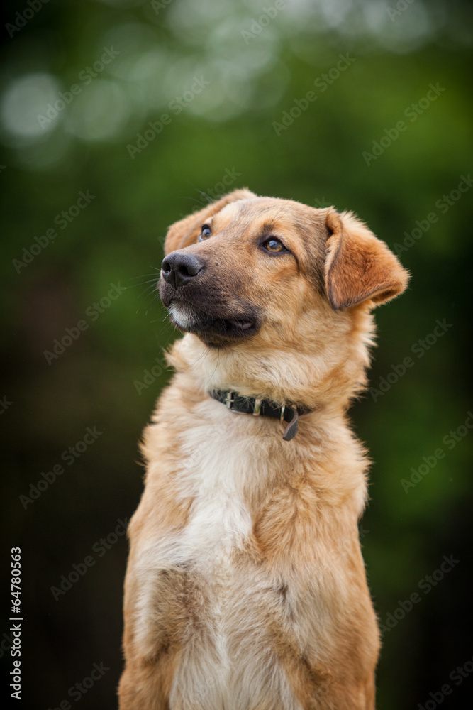 Mischlingshund im Portrait