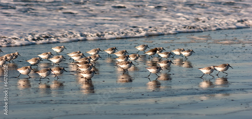 Sandpiper Birds Run Up Beach Feeding Sand Ocean Surf
