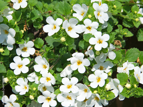 Bacopa - Schneeflockenblume photo