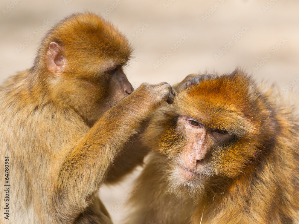 Two mature Barbary Macaque grooming Two mature Barbary Macaque grooming