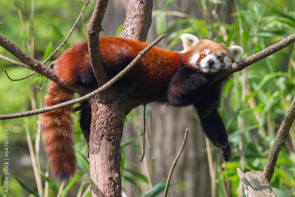 Voilages Red Panda, Firefox ou Lesser Panda - Nikkel-Art.fr
