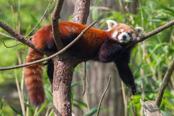 Fotobehang Panda Rode panda in Aziatisch bos  © michaklootwijk
