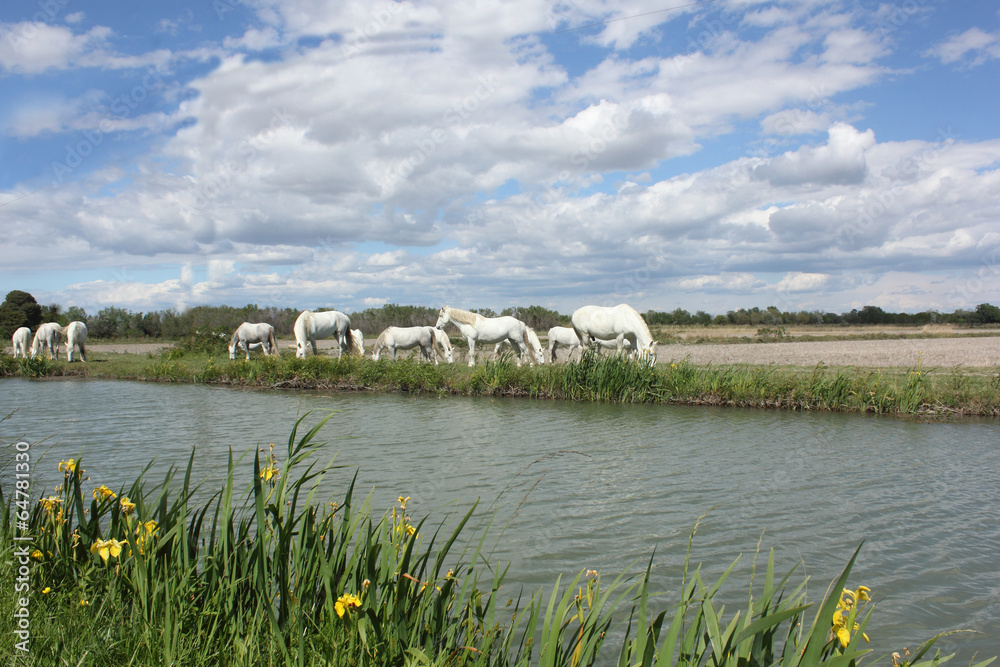 Obraz premium Paysage de camargue