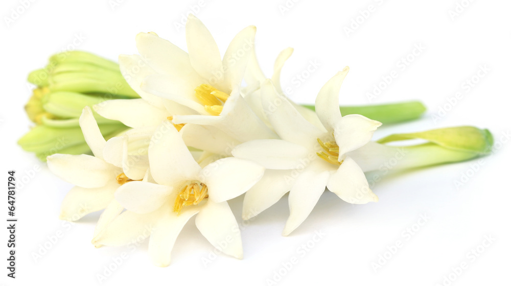 Tuberose or Rajnigandha of Southeast Asia