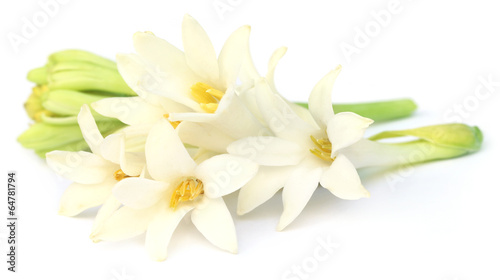 Tuberose or Rajnigandha of Southeast Asia