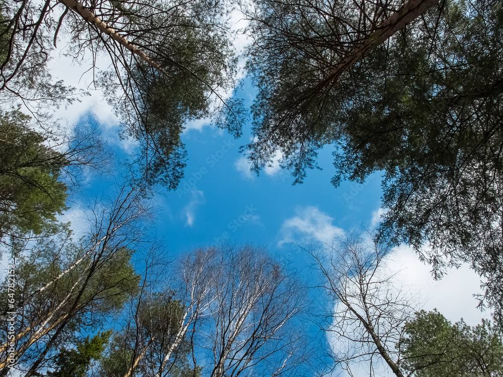 Obraz premium Looking up in forest