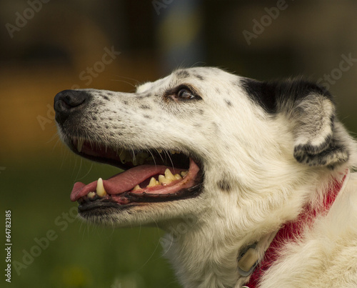 Portrait - Mischling photo