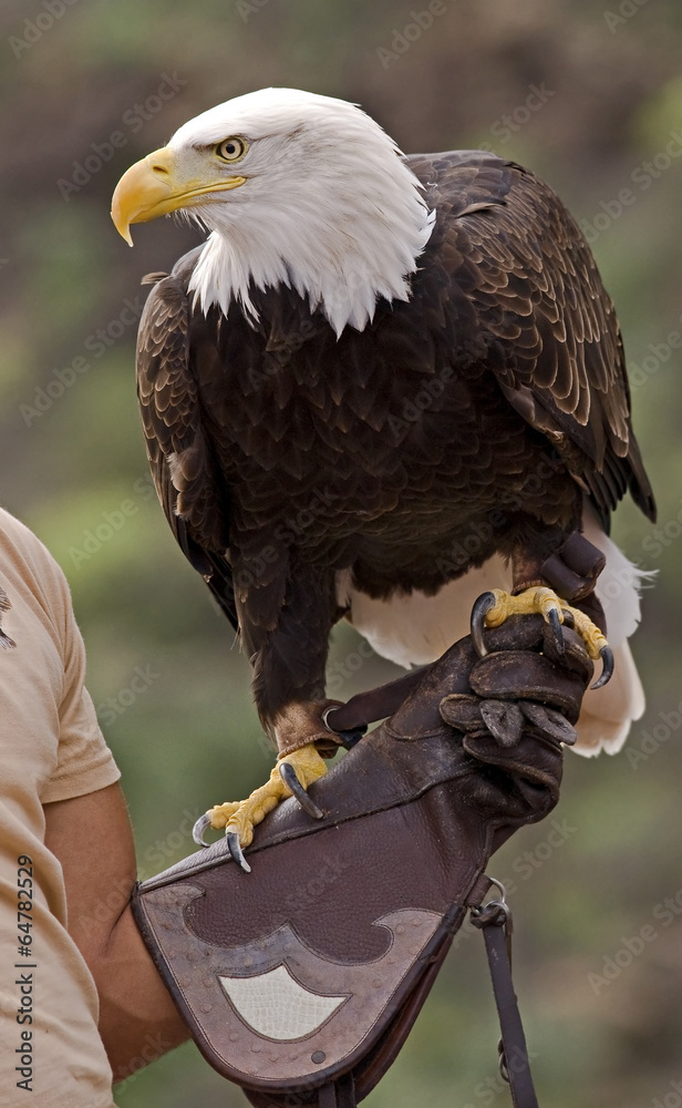 Obraz premium American bald eagle