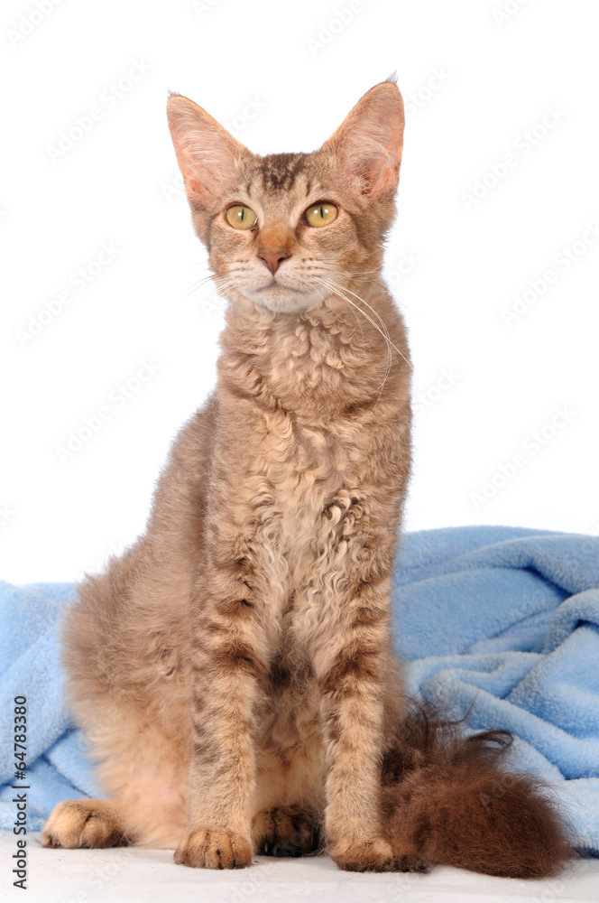 LaPerm Katze sitzend Stock-Foto | Adobe Stock