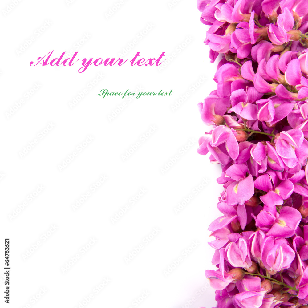 Fototapeta premium purple sophora flower