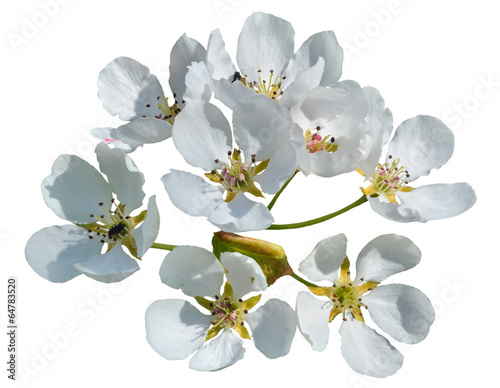 Flowers of pear 8