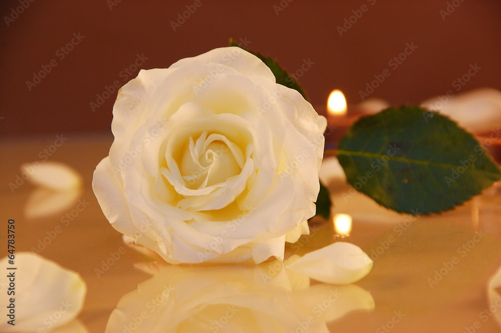 weiße Rose Stock Photo | Adobe Stock