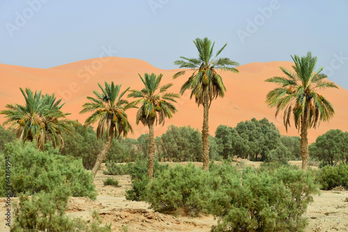 Oasis in Sahara Desert  Morocco  Africa