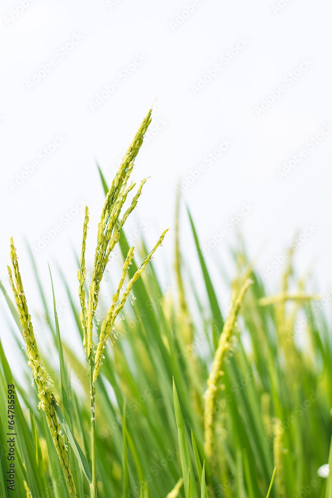 Fototapeta premium Rice spike in rice field.