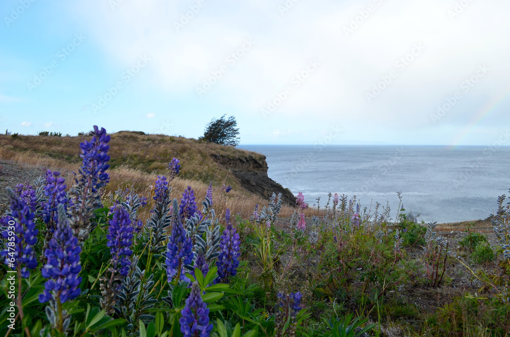 Field of lupin on a hill overlooking the sea