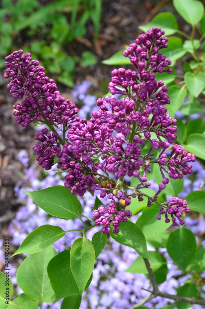 Obraz premium Flieder in Blüte