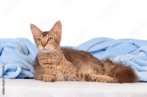 Tableau sur toile LaPerm Katze liegend