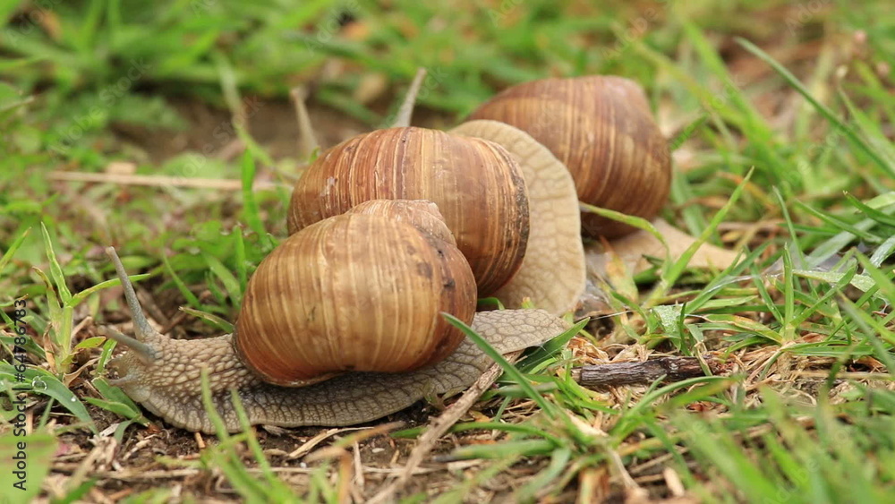 Burgundy snails (Helix pomatia) timelapse Burgundy snails (Helix pomatia) timelapse