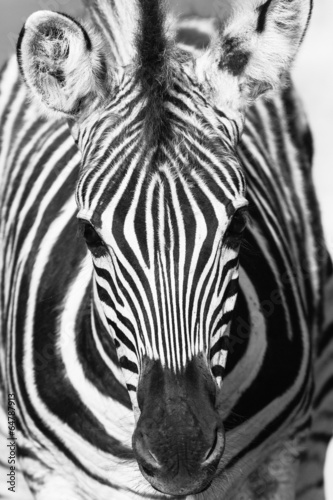 Fototapeta Naklejka Na Ścianę i Meble -  Wildlife Zebra Head Portrait Black White