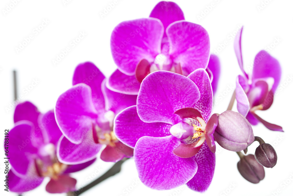 Fototapeta premium Beautiful background with purple orchid
