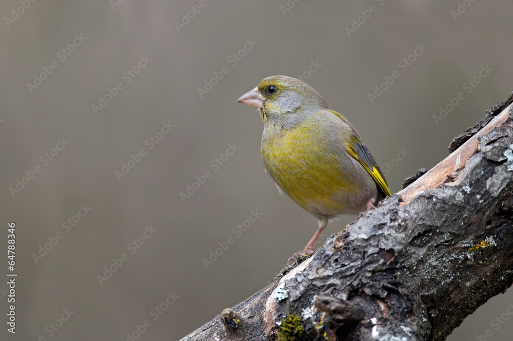 Obraz premium Greenfinch