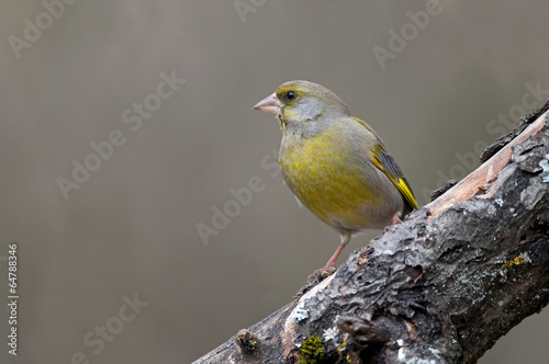 Greenfinch