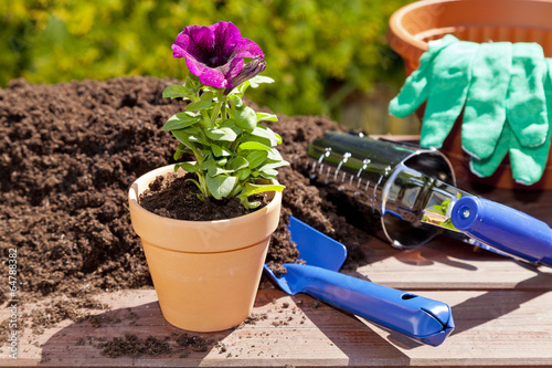 Planting flowers in the garden home