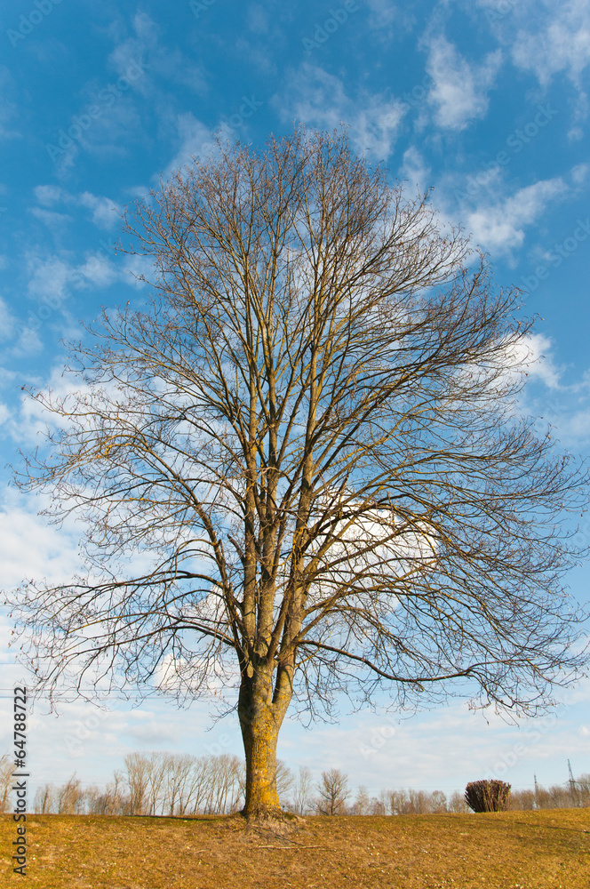 beech tree beech tree