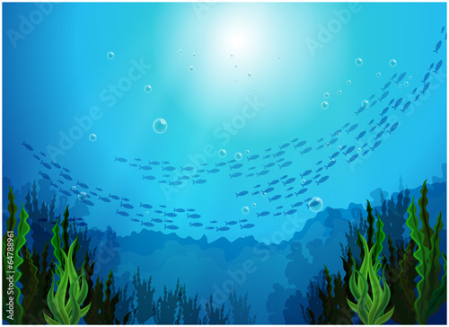 School of fishes under the sea
