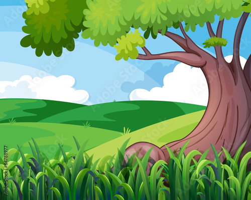 A big tree at the hills