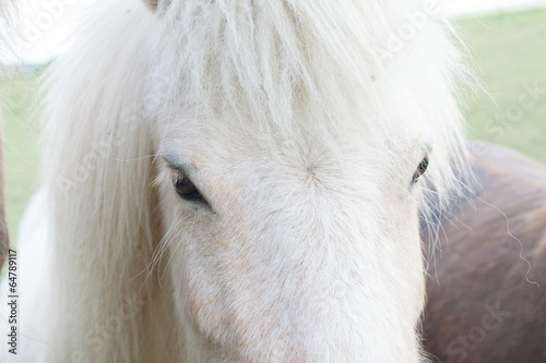 White horse eyes