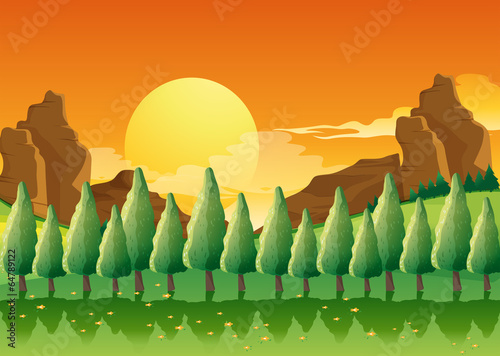Pine trees