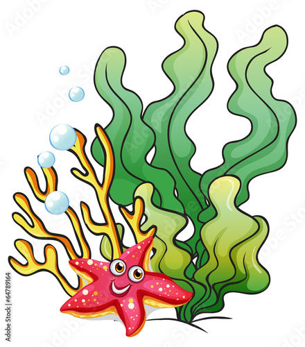 Coral reefs with a smiling starfish