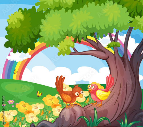 Birds under the tree with a rainbow in the sky