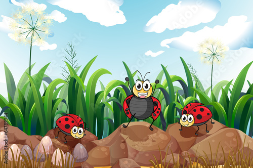 Three ladybugs above the rocks