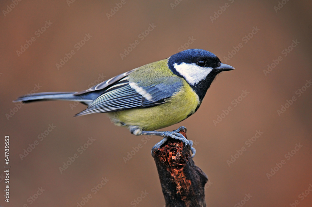 Obraz premium Great tit