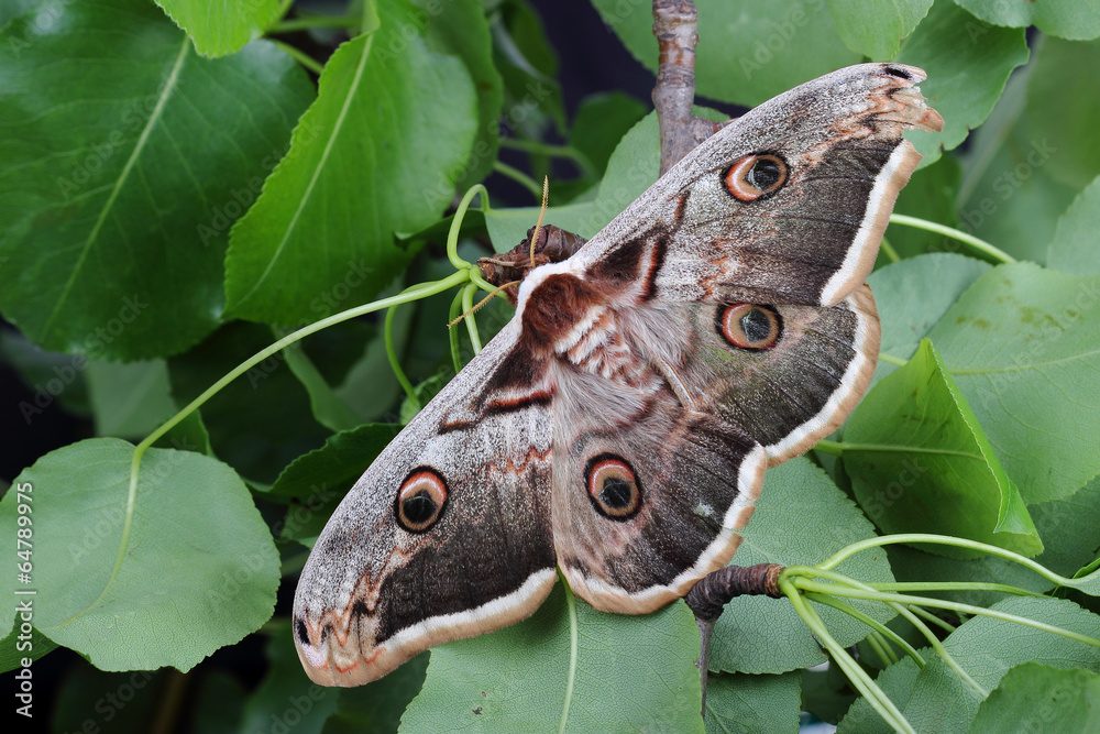 Naklejka premium Female of Giant Peacock Moth (Saturnia pyri)