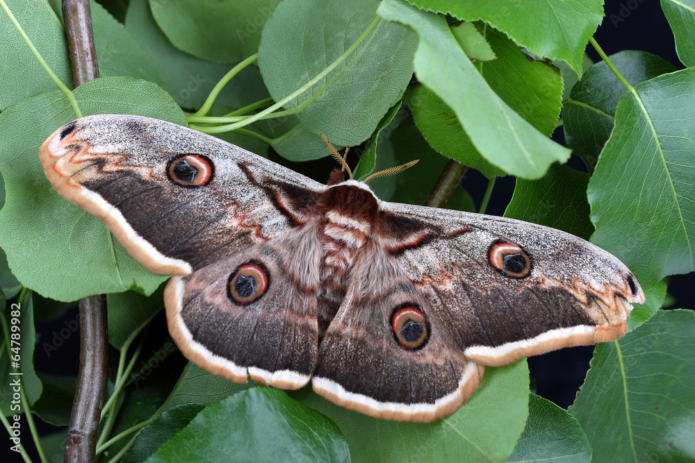 Fototapeta premium Giant Peacock Moth (Saturnia pyri)