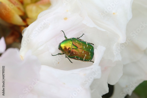 Rosenkäfer auf Pfingsrose photo