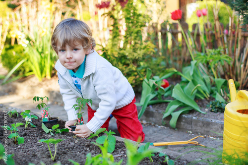 Adorable blond boy planting seeds and seedlings of tomatoes