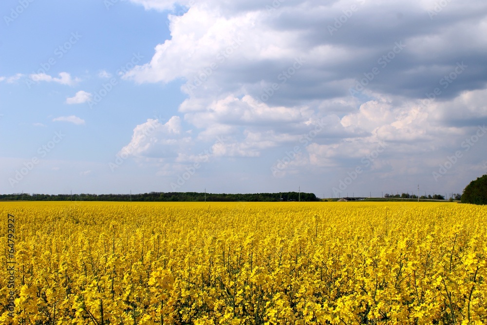 Obraz premium yellow rapeseed