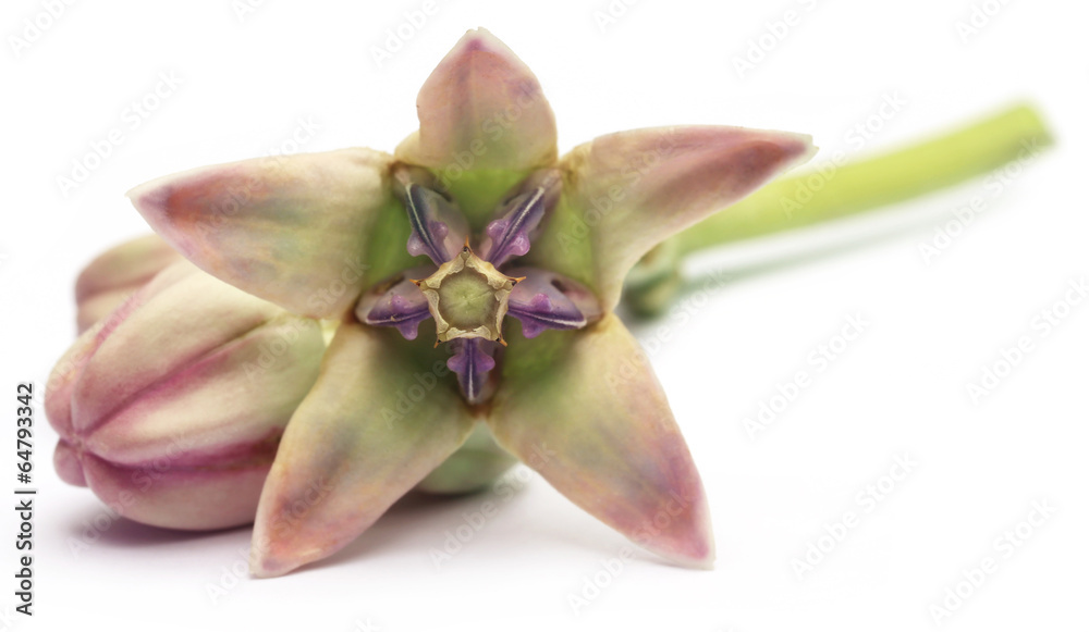 Calotropis gigantea or Medicinal Crown flower Calotropis gigantea or Medicinal Crown flower